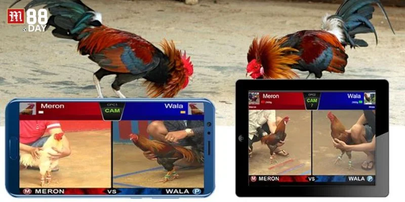 Cược thắng thua là một trong những loại cược đơn giản nhất.