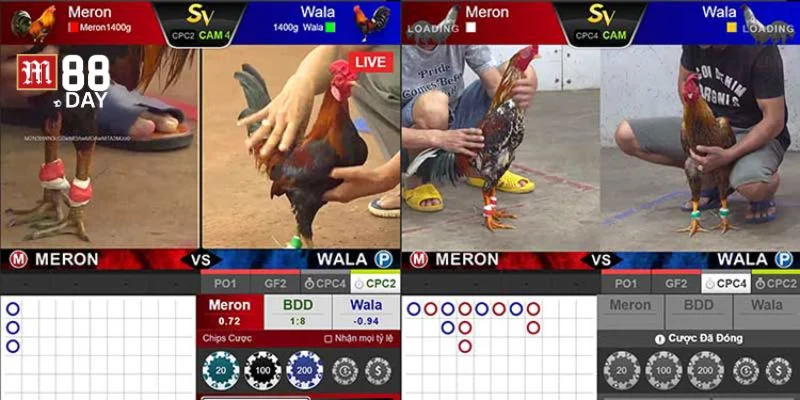 Kỹ năng chọn kèo đá gà rất quan trọng với cược thủ. 