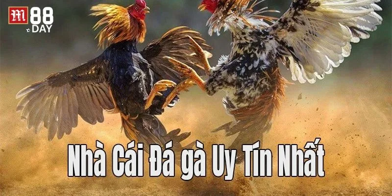 Các trò chơi cá cược hấp dẫn nhất tại sảnh đá gà của nhà cái M88.