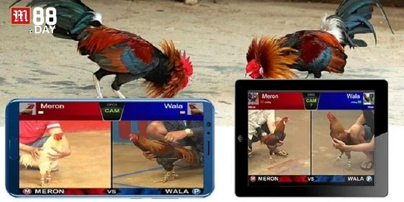 Kỹ thuật bắt kèo gà đá tại M88 cần kết hợp linh hoạt các kỹ năng. 