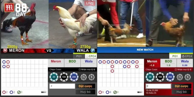 Các kèo đá gà trực tuyến rất đa dạng lựa chọn dành cho người chơi tham khảo. 