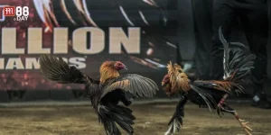 05+ Mẹo Chơi Đá Gà Ăn Tiền Từ Cao Thủ Trường Gà M88