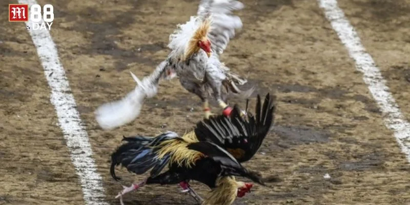 Cá cược gà đá tại M88 là sân chơi sôi động với hàng nghìn kèo cược thú vị.