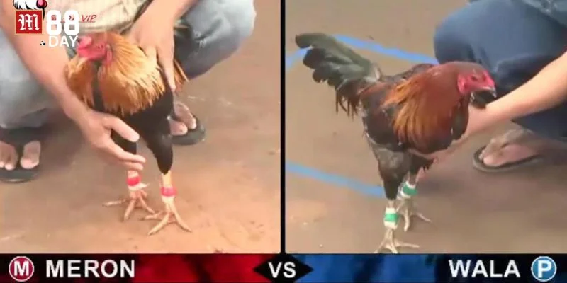 Mẹo chơi đá gà ăn tiền khôn ngoan giúp cược thủ dễ thắng lớn.