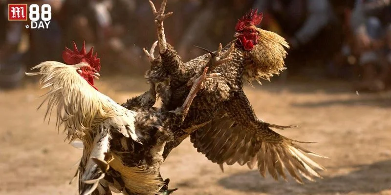 Tỷ lệ cược là thông số quan trọng trong đá gà online.