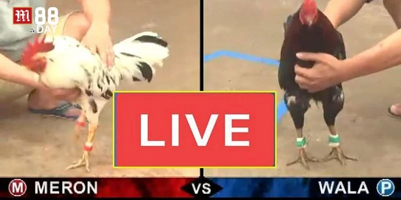 Tỷ lệ cược đá gà tại M88 được đánh giá rất cao.