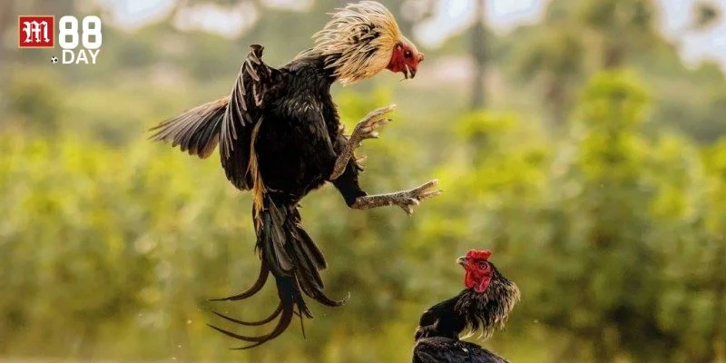 Cược đá gà tại M88 muốn thắng lớn cần có kinh nghiệm chốt kèo.